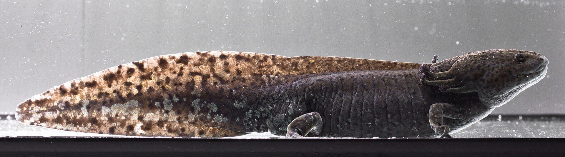 Axolotl dengan insang luar dan tubuh memanjang.