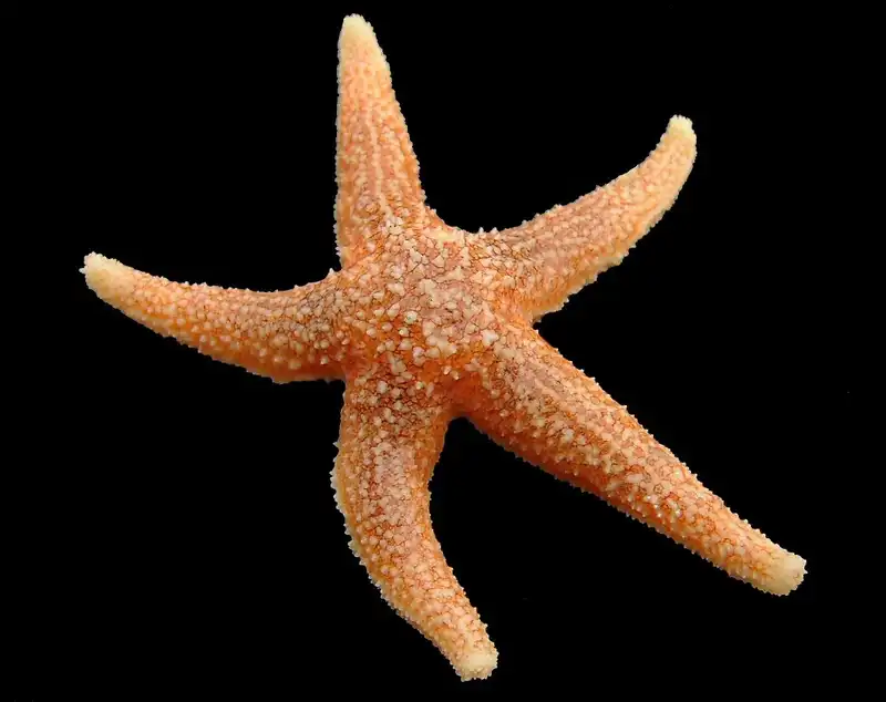 Bintang laut merah Atlantik dengan lima lengan.