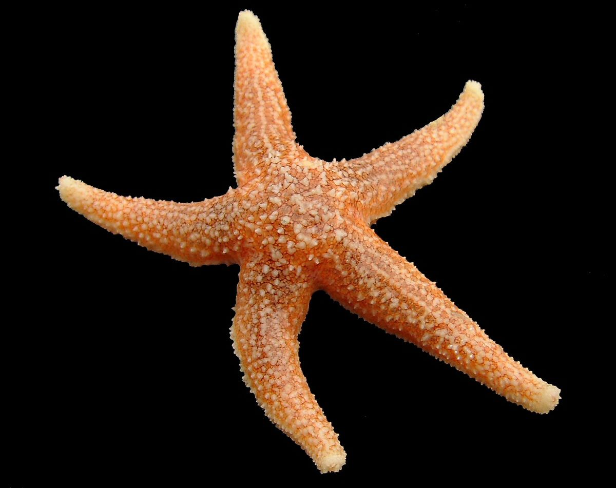 Bintang laut merah Atlantik dengan lima lengan.