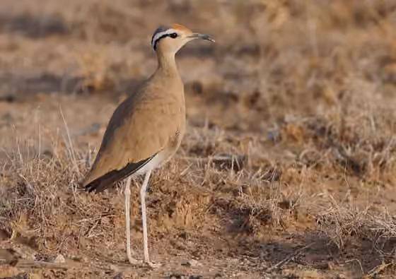 Dokumentasi Cursorius somalensis