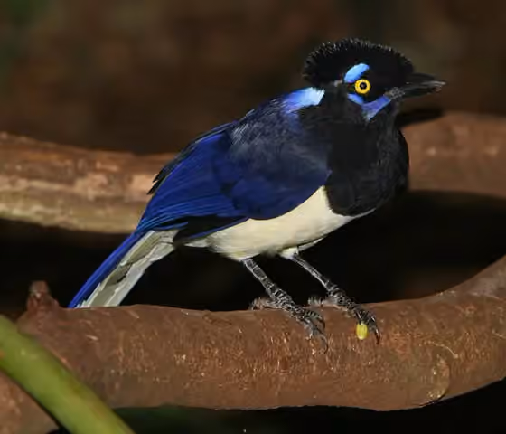 Dokumentasi Cyanocorax chrysops