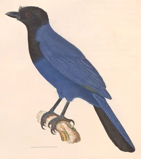 Ilustrasi Cyanocorax cyanomelas