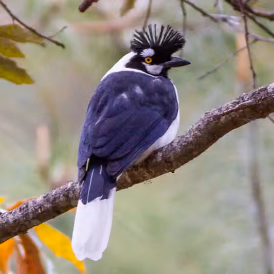 Dokumentasi Cyanocorax dickeyi