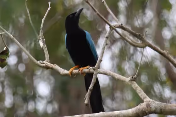 Dokumentasi Cyanocorax yucatanicus