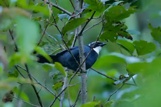 Dokumentasi Cyanolyca mirabilis