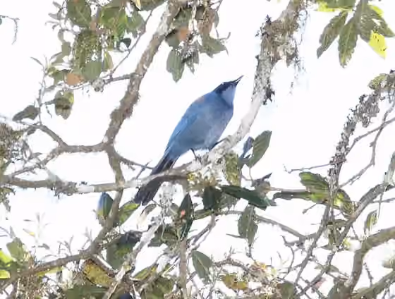 Dokumentasi Cyanolyca nanus