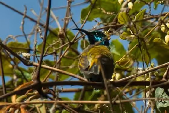 Dokumentasi Cyanomitra alinae