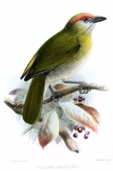 Ilustrasi Cyclarhis nigrirostris