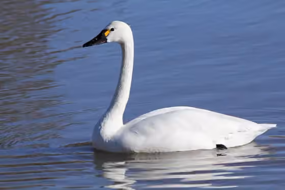 Dokumentasi Cygnus columbianus