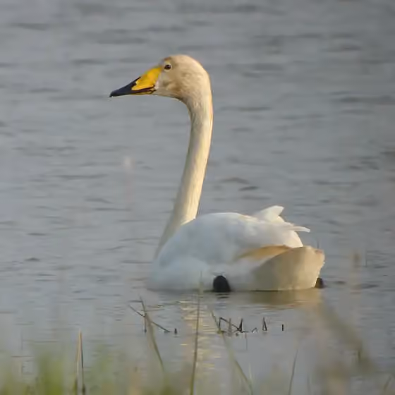 Dokumentasi Cygnus cygnus