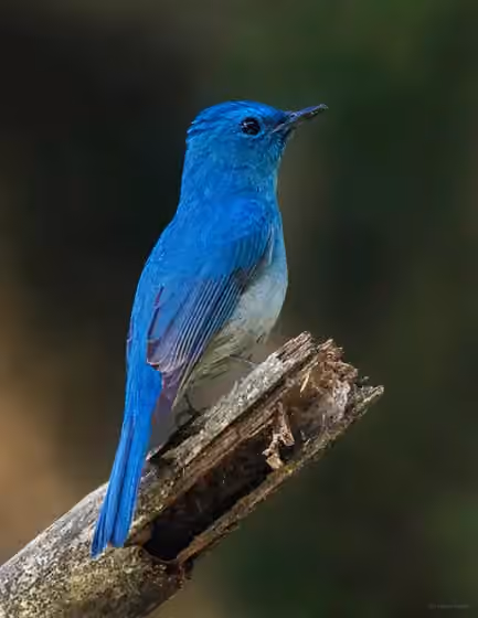 Dokumentasi Cyornis unicolor