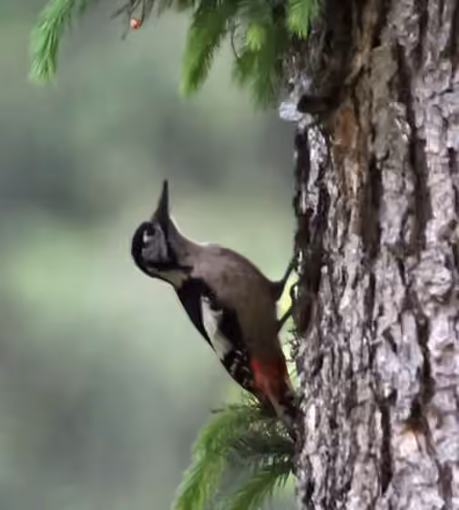 Dokumentasi Dendrocopos himalayensis