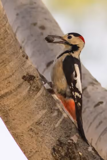 Dokumentasi Dendrocopos syriacus