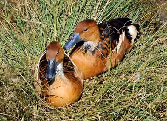 Dokumentasi Dendrocygna bicolor