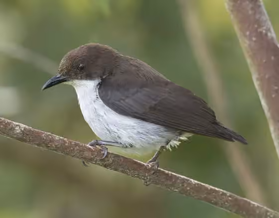 Dokumentasi Dicaeum hypoleucum