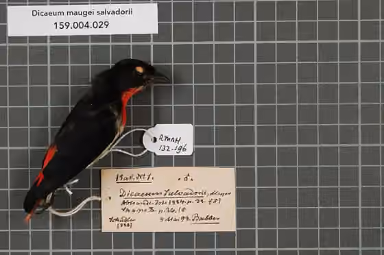 Spesimen koleksi Dicaeum maugei dengan label koleksi