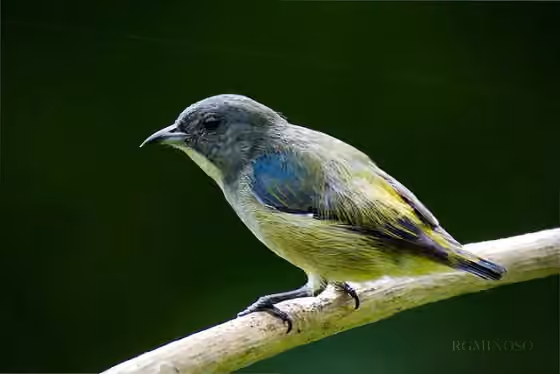 Dokumentasi Dicaeum pygmaeum
