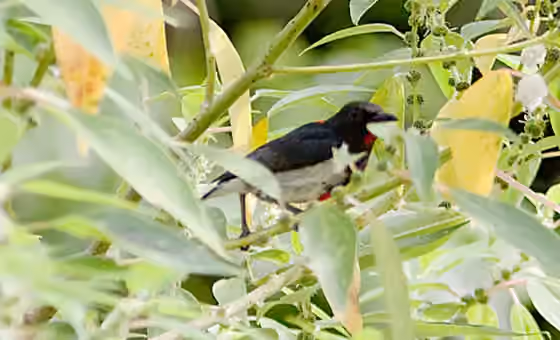 Dokumentasi Dicaeum retrocinctum