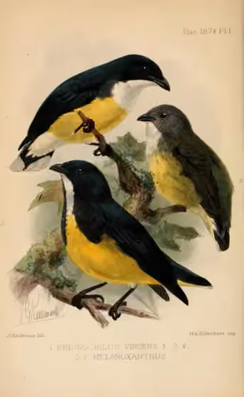 Pelat ilustrasi Dicaeum vincens dengan beberapa figur burung