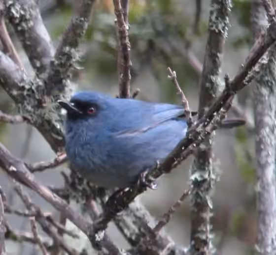 Dokumentasi Diglossa caerulescens
