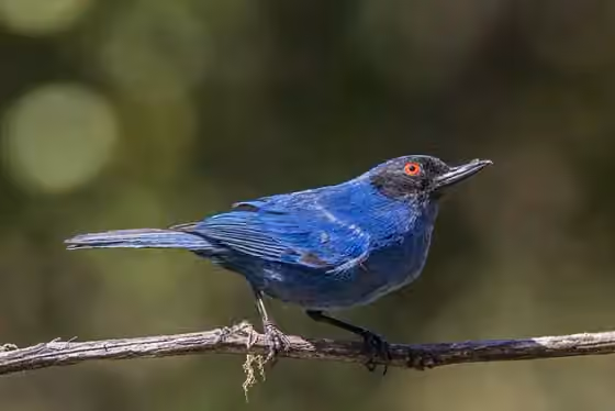 Dokumentasi Diglossa cyanea