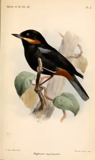 Ilustrasi Diglossa mystacalis