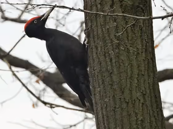 Dokumentasi Dryocopus martius
