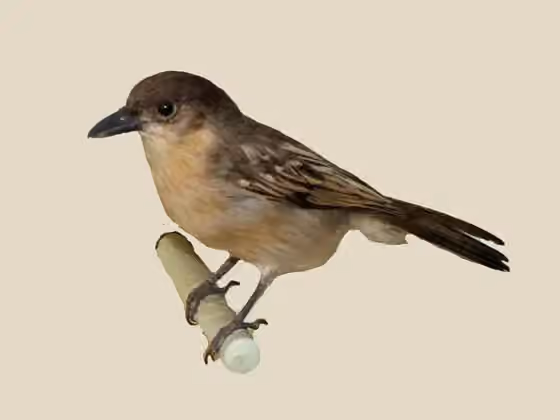Dokumentasi Dryoscopus gambensis