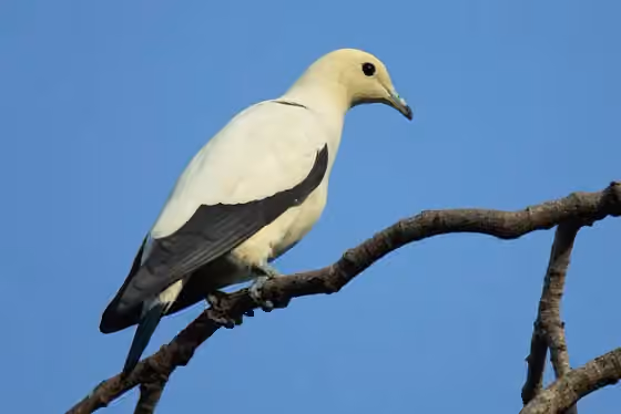 Dokumentasi Ducula bicolor