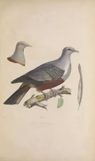 Ilustrasi Ducula carola