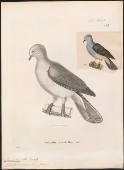 Pelat ilustrasi Ducula cineracea dengan beberapa figur burung