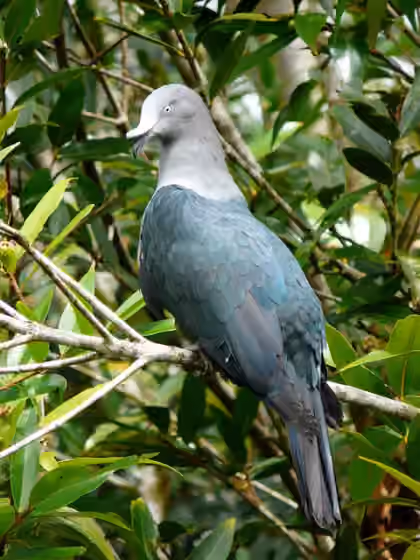 Dokumentasi Ducula galeata