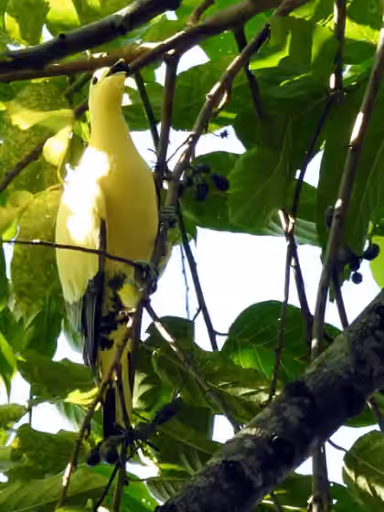 Dokumentasi Ducula luctuosa