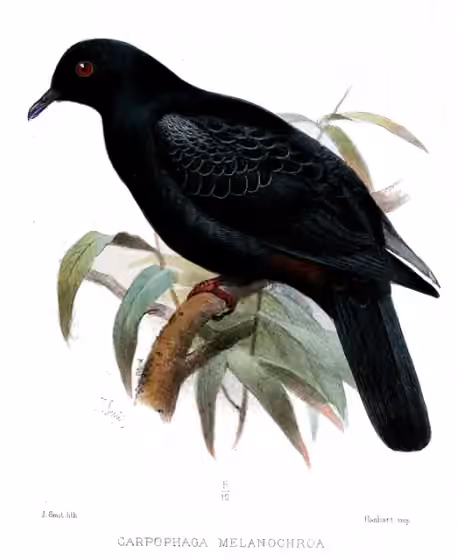 Ilustrasi Ducula melanochroa