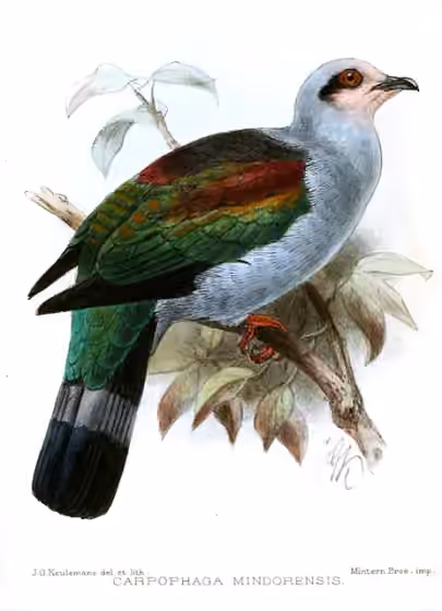 Ilustrasi Ducula mindorensis