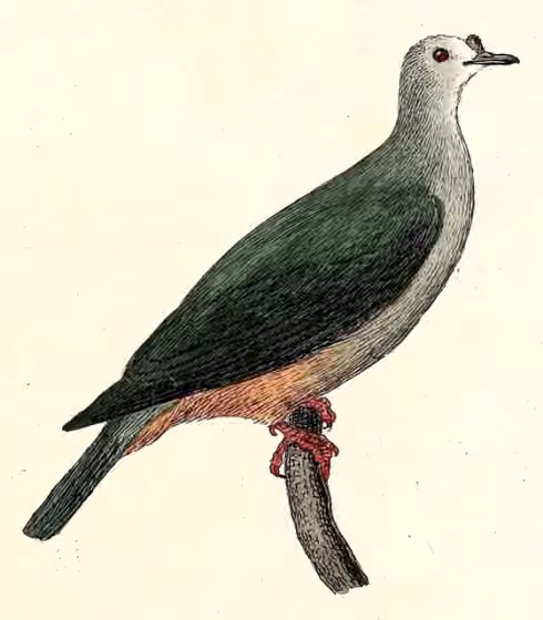 Ilustrasi Ducula oceanica