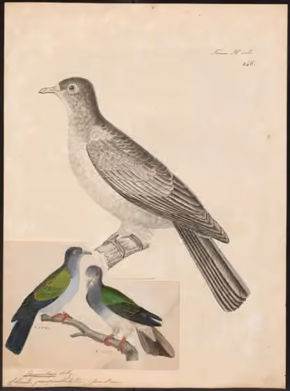 Ilustrasi Ducula perspicillata