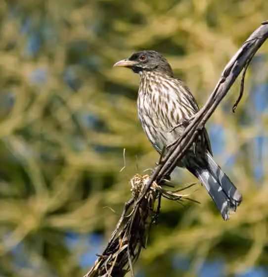 Dokumentasi Dulus dominicus