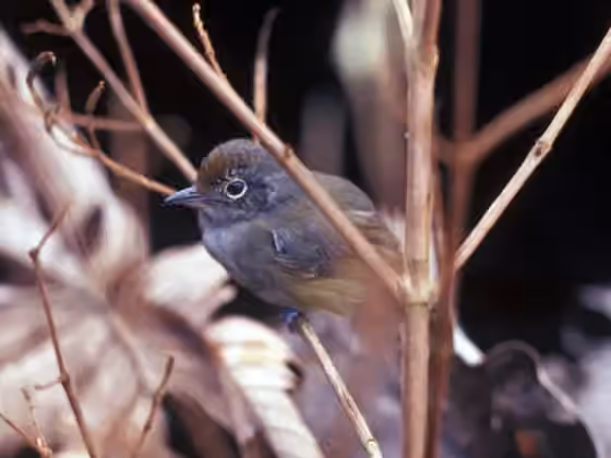 Dokumentasi Dysithamnus mentalis