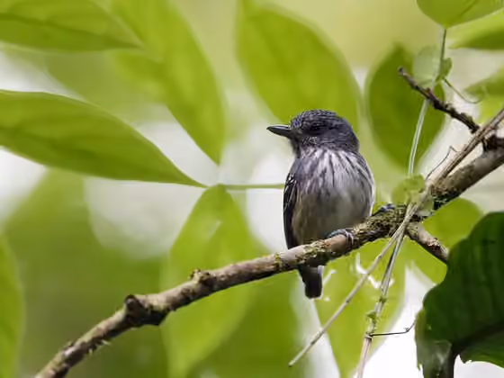 Dokumentasi Dysithamnus striaticeps