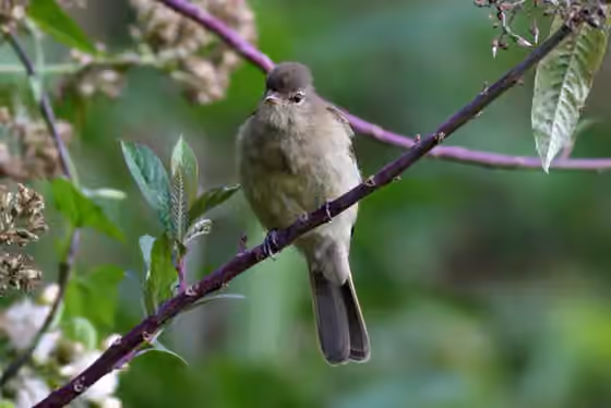 Dokumentasi Elaenia obscura