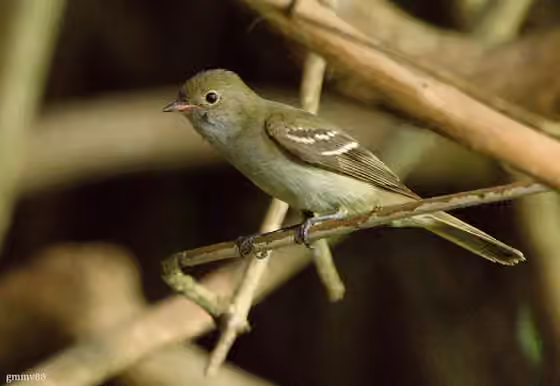 Dokumentasi Elaenia parvirostris