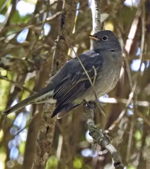 Dokumentasi Elaenia strepera