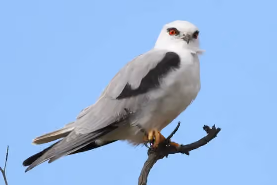 Dokumentasi Elanus axillaris