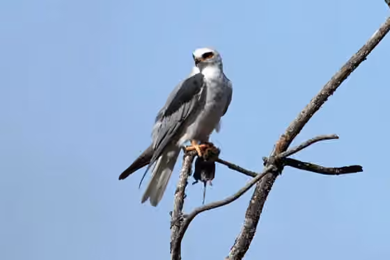 Dokumentasi Elanus leucurus