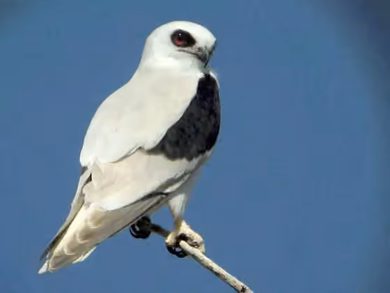 Dokumentasi Elanus scriptus
