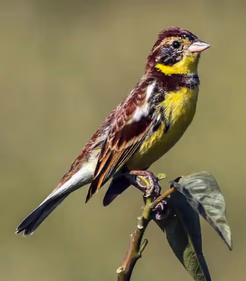 Dokumentasi Emberiza aureola