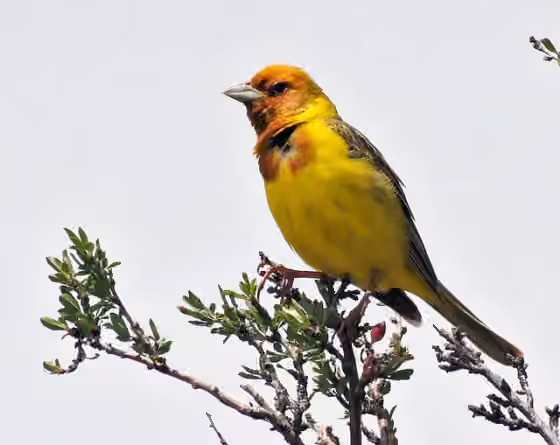 Dokumentasi Emberiza bruniceps