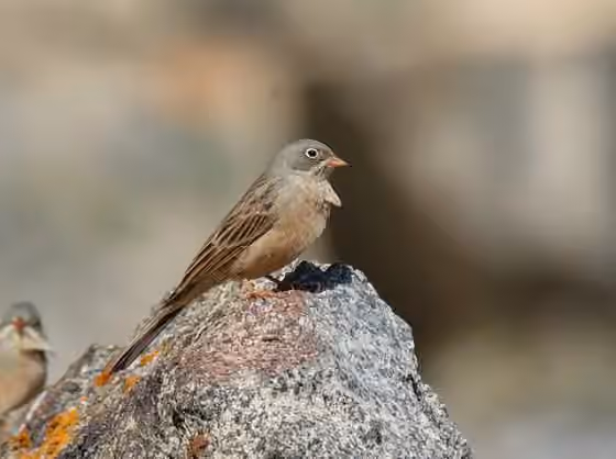 Dokumentasi Emberiza buchanani