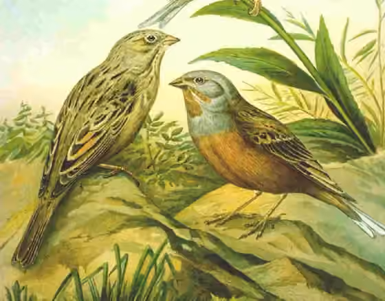 Pelat ilustrasi Emberiza caesia dengan beberapa figur burung